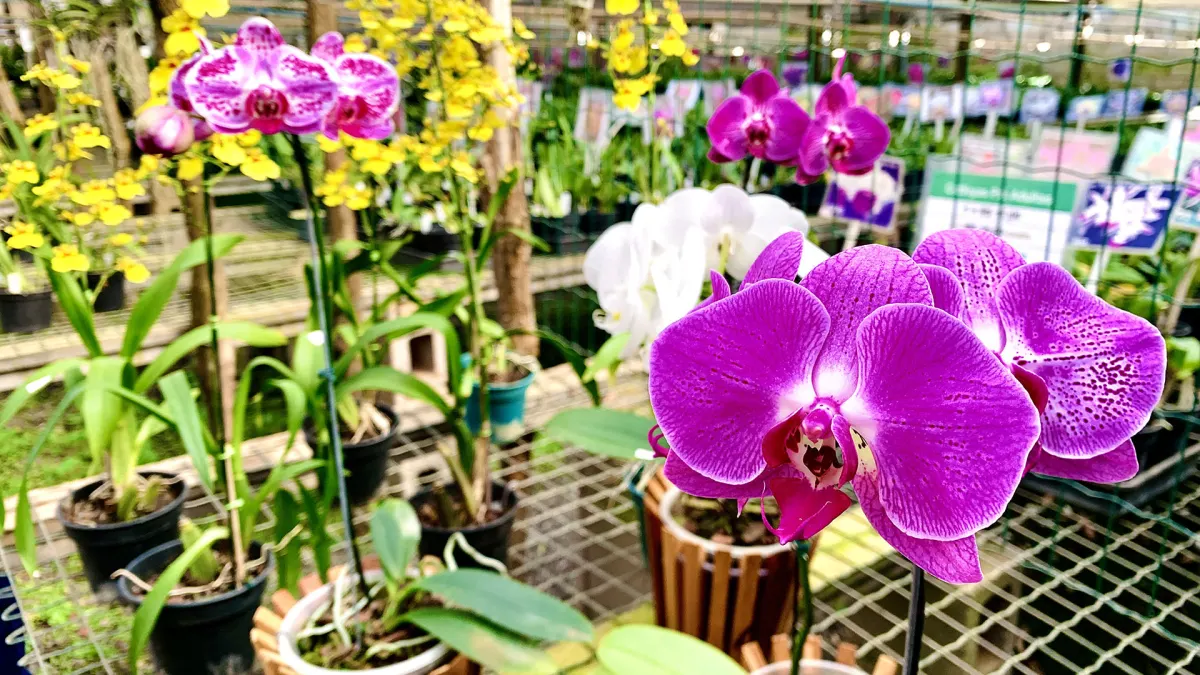 Orquidário Santa Bárbara